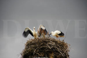 20180608_Warn-Le_4-21